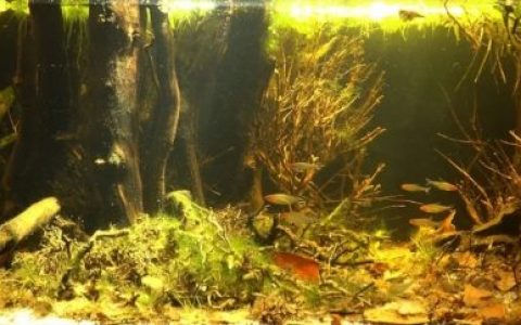 泰菲国家森林 原生缸造景 20年第48名