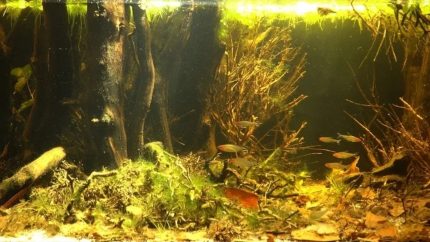泰菲国家森林 原生缸造景 20年第48名