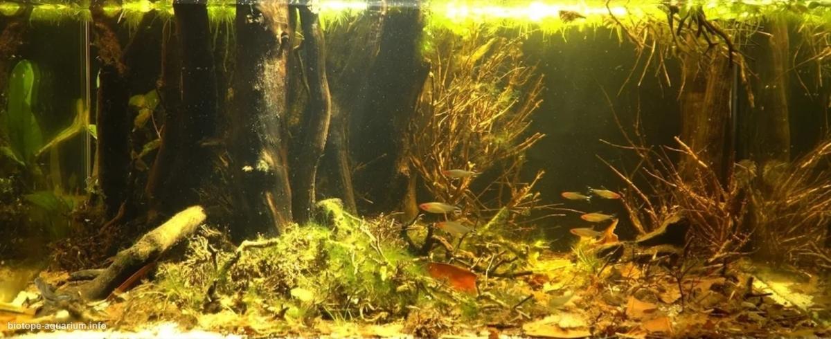 泰菲国家森林 原生缸造景 20年第48名