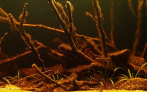米图附近沃佩斯河的黑水小河生境 原生缸造景 20年第50名