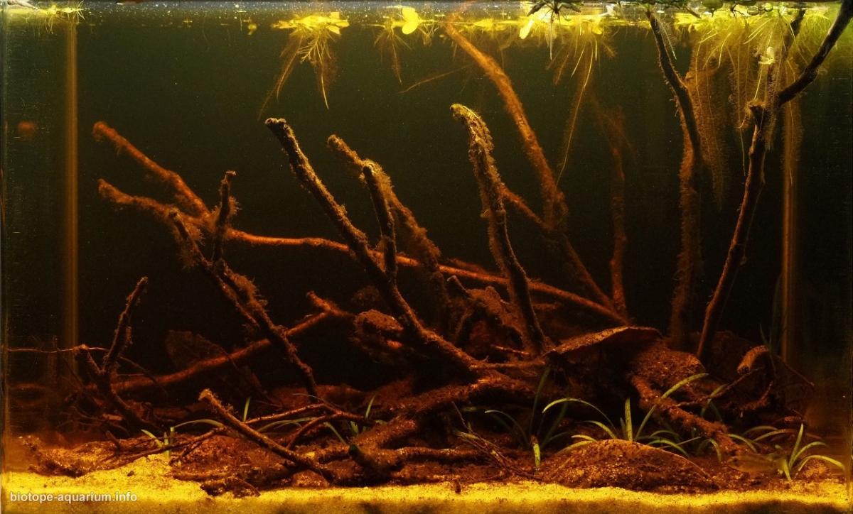米图附近沃佩斯河的黑水小河生境 原生缸造景 20年第50名