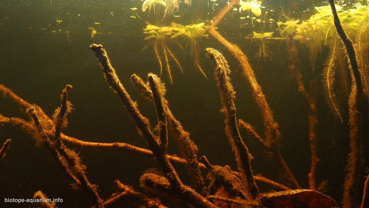 米图附近沃佩斯河的黑水小河生境 原生缸造景 20年第50名