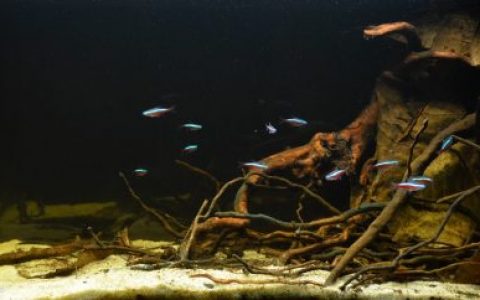 内格罗河达拉夸溪 原生缸造景 20年第51名