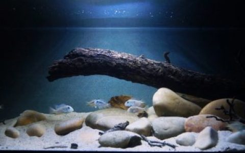巴拉圭河下游涅恩布库（Ñeembucú）缓慢深邃的支流 原生缸造景 20年第51名