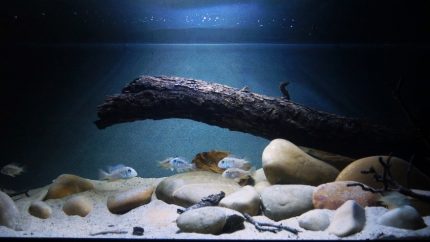 巴拉圭河下游涅恩布库（Ñeembucú）缓慢深邃的支流 原生缸造景 20年第51名