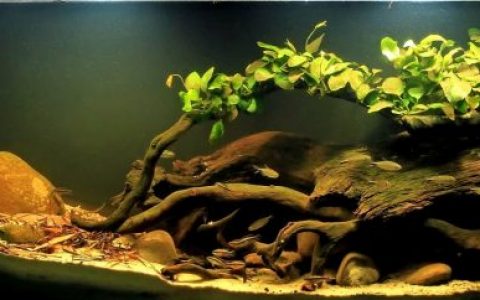 尼日利亚索姆布里罗河上游旋涡河段 原生缸造景 20年第53名