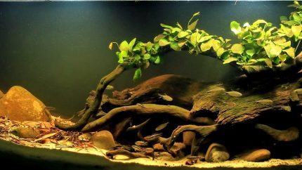尼日利亚索姆布里罗河上游旋涡河段 原生缸造景 20年第53名