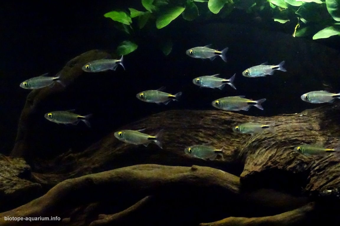 尼日利亚索姆布里罗河上游旋涡河段 原生缸造景 20年第53名
