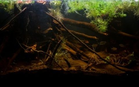 南马托格罗索州潘塔纳尔湿地南部的萨洛布拉河 原生缸造景 20年第57名