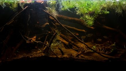 南马托格罗索州潘塔纳尔湿地南部的萨洛布拉河 原生缸造景 20年第57名