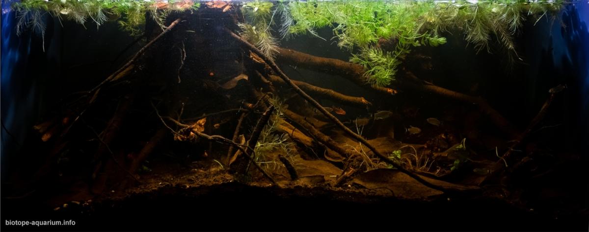 南马托格罗索州潘塔纳尔湿地南部的萨洛布拉河 原生缸造景 20年第57名