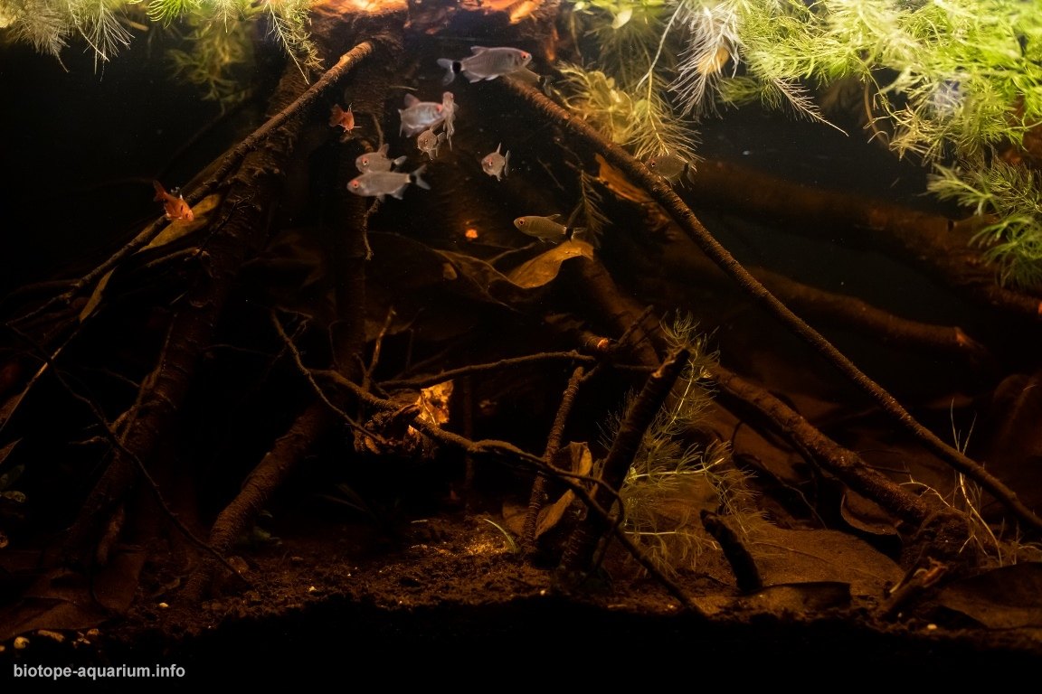 南马托格罗索州潘塔纳尔湿地南部的萨洛布拉河 原生缸造景 20年第57名