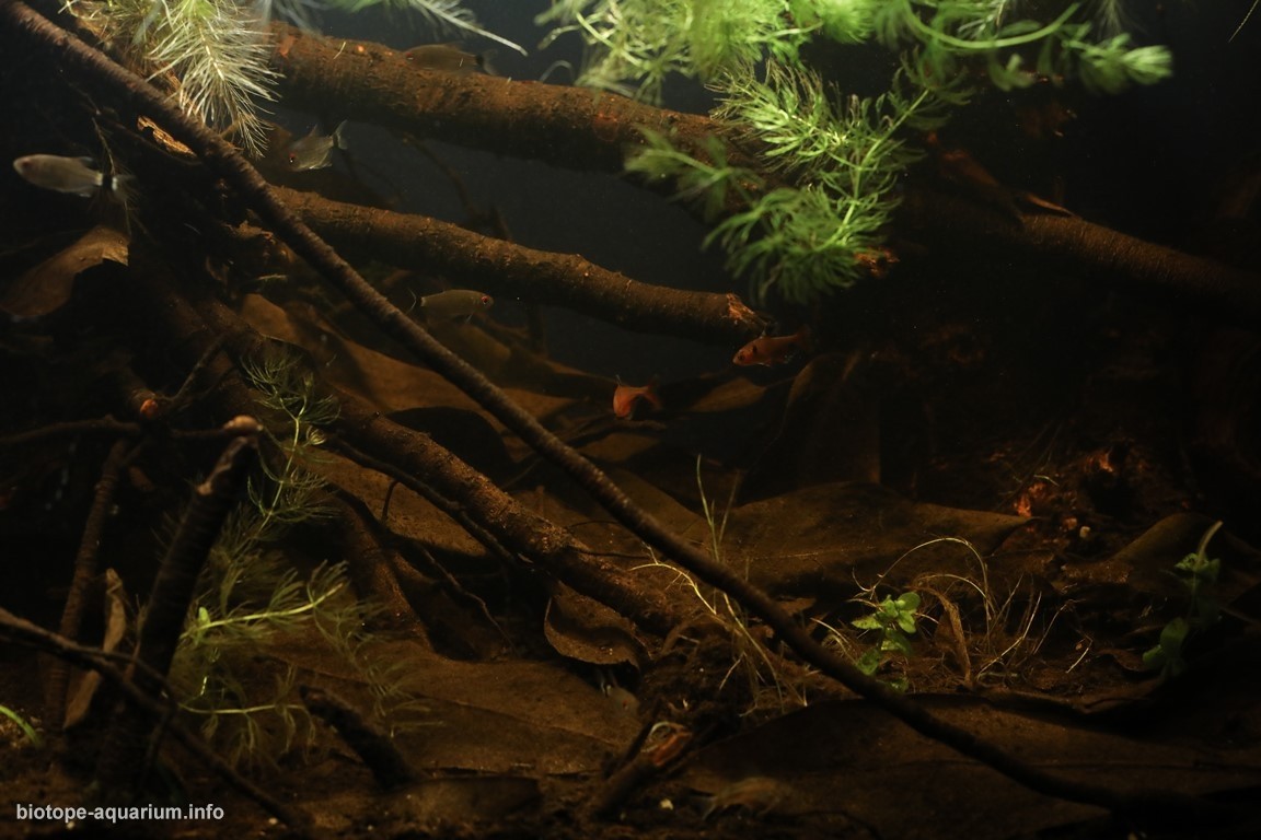 南马托格罗索州潘塔纳尔湿地南部的萨洛布拉河 原生缸造景 20年第57名