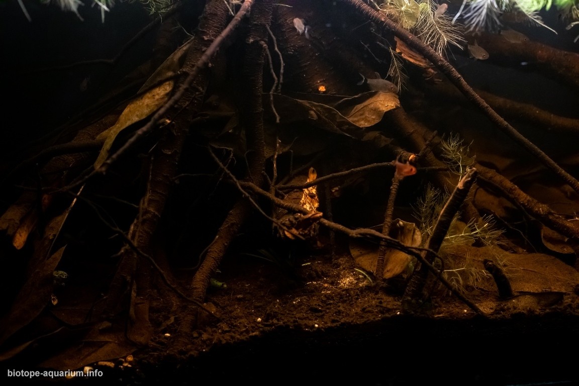 南马托格罗索州潘塔纳尔湿地南部的萨洛布拉河 原生缸造景 20年第57名
