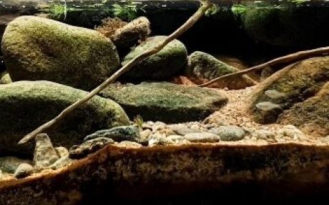 韩国南部山林间的小河 原生缸造景 20年第58名