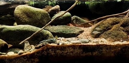 韩国南部山林间的小河 原生缸造景 20年第58名