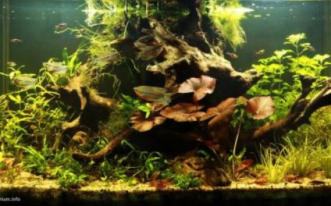 彭亨州泥炭沼泽森林中龙宾河的黑水溪流 原生缸造景 20年第60名