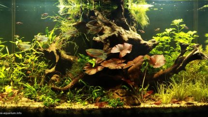 彭亨州泥炭沼泽森林中龙宾河的黑水溪流 原生缸造景 20年第60名