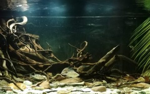 哥斯达黎加赫苏斯-马里奥河——河畔边缘 原生缸造景 20年第61名