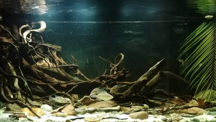 哥斯达黎加赫苏斯-马里奥河——河畔边缘 原生缸造景 20年第61名
