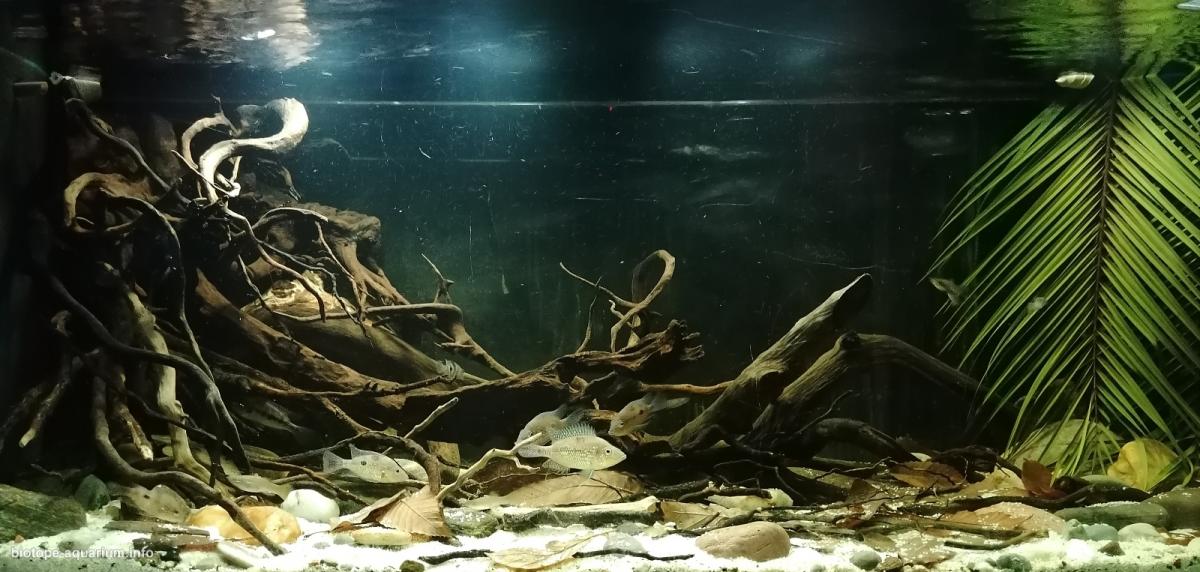 哥斯达黎加赫苏斯-马里奥河——河畔边缘 原生缸造景 20年第61名