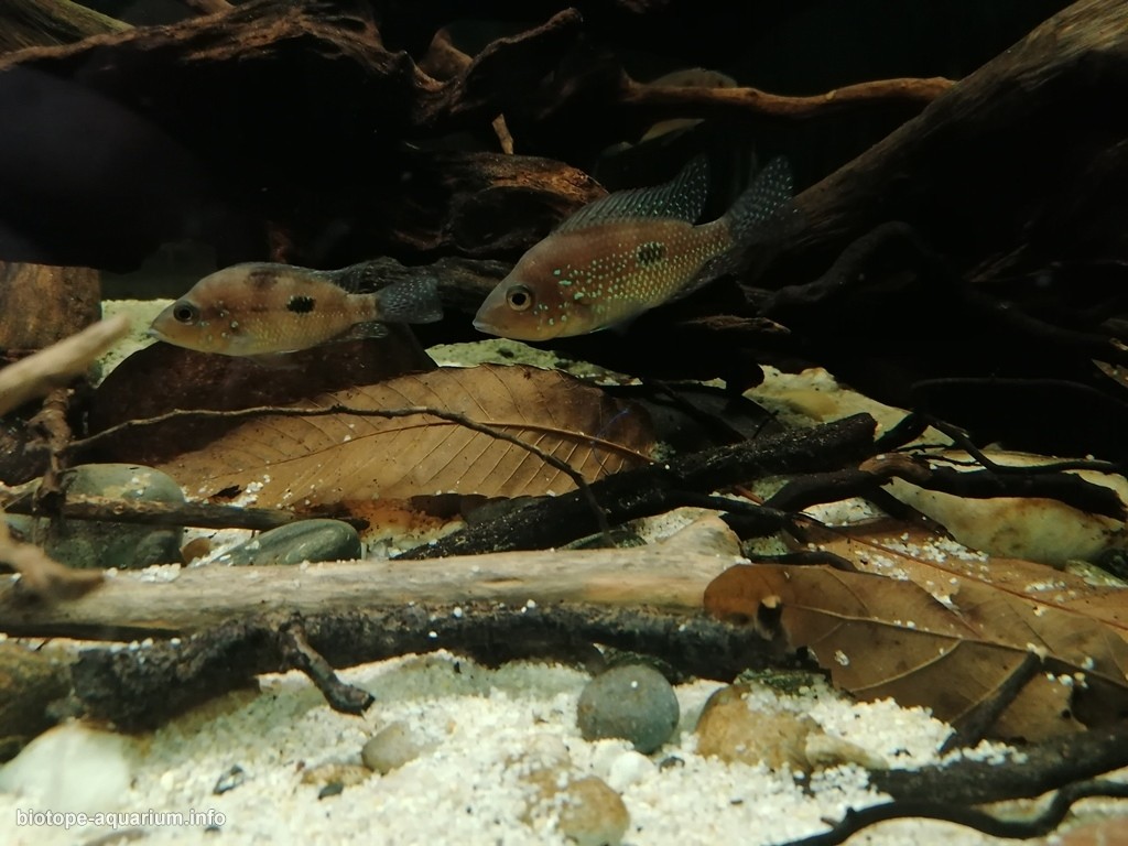哥斯达黎加赫苏斯-马里奥河——河畔边缘 原生缸造景 20年第61名