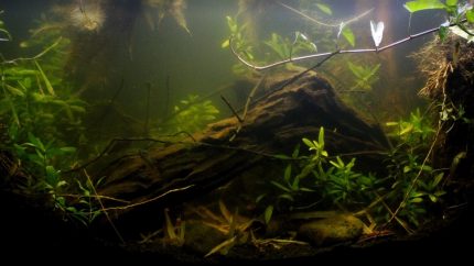 东爪哇省布兰塔斯河三角洲下游小型池塘系统 原生缸造景 20年第61名