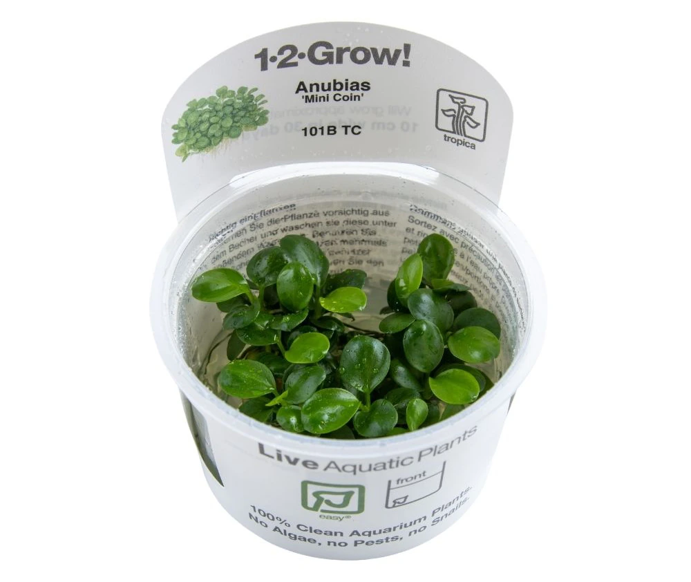 迷你硬币水榕水草Anubias barteri饲养资料，图片