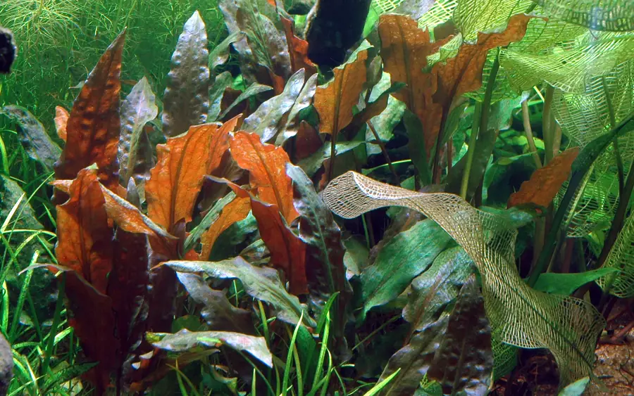 温蒂椒草水草Cryptocoryne wendtii饲养资料，图片