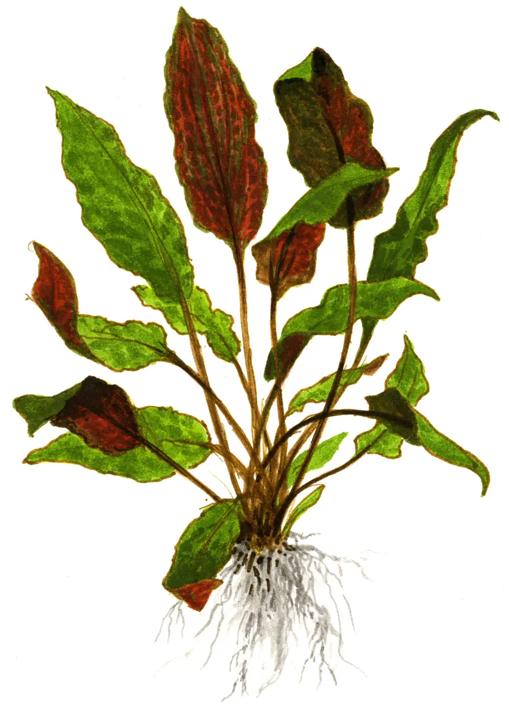 温蒂椒草