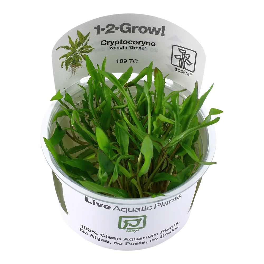 温氏椒草「Green」水草Cryptocoryne wendtii ‘Green’饲养资料，图片