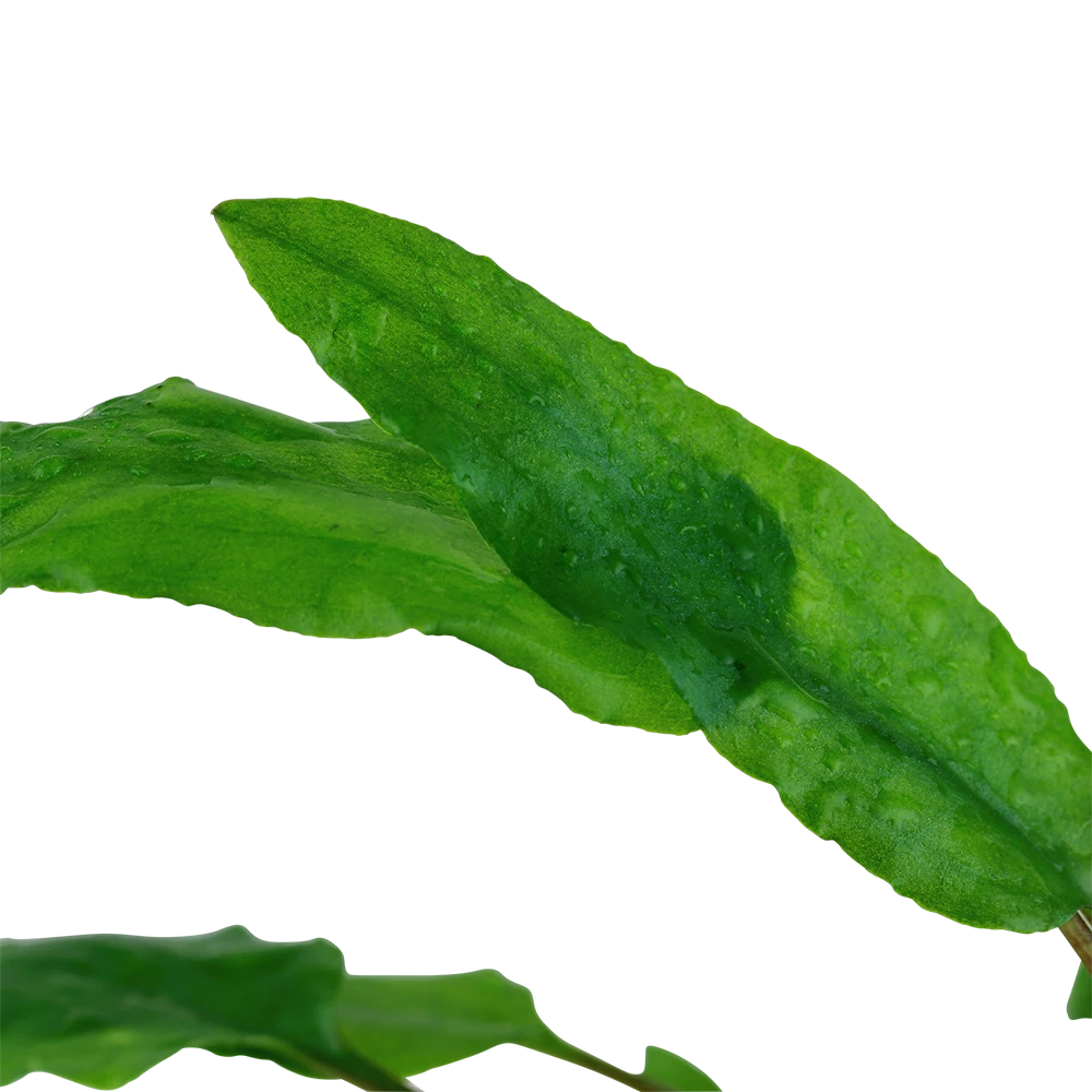 温氏椒草「Green」