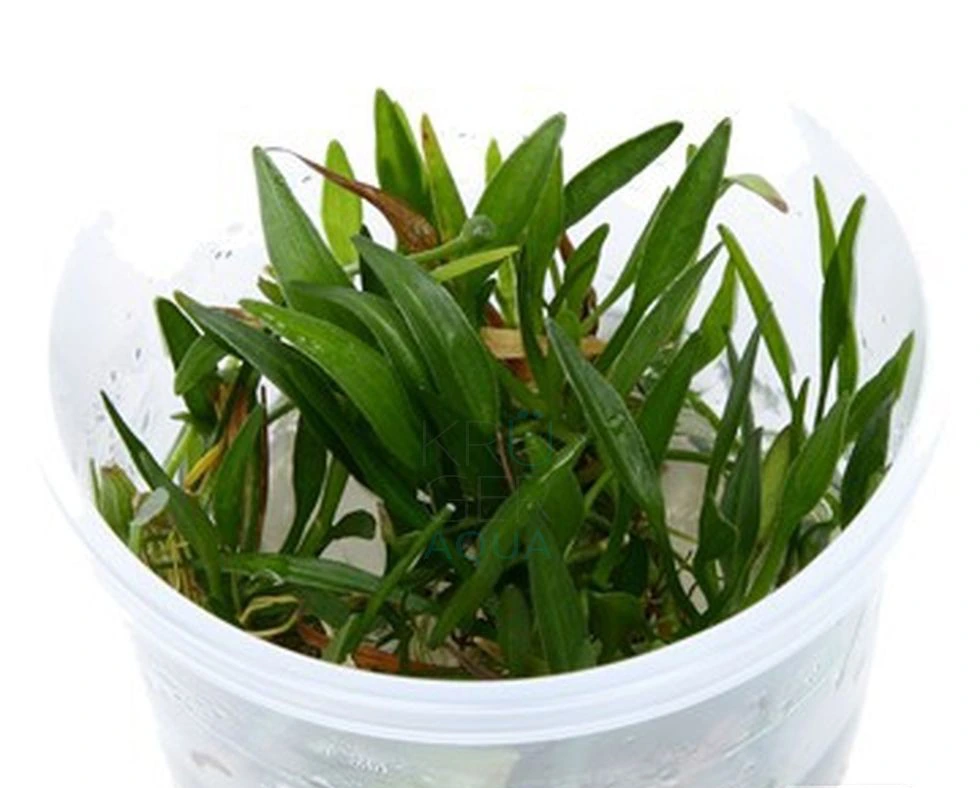 细叶皇冠草 ‘Green’水草Helanthium tenellum ‘Green’饲养资料，图片