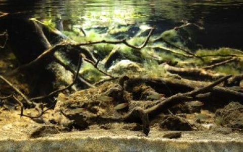 奥里诺科河红鼻剪刀原生缸 原生缸造景 20年第100名