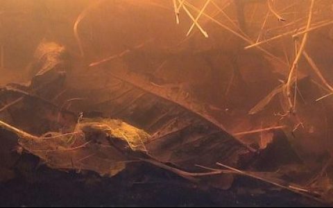 越南湄公河三角洲池塘系统原生缸 原生缸造景 20年第102名