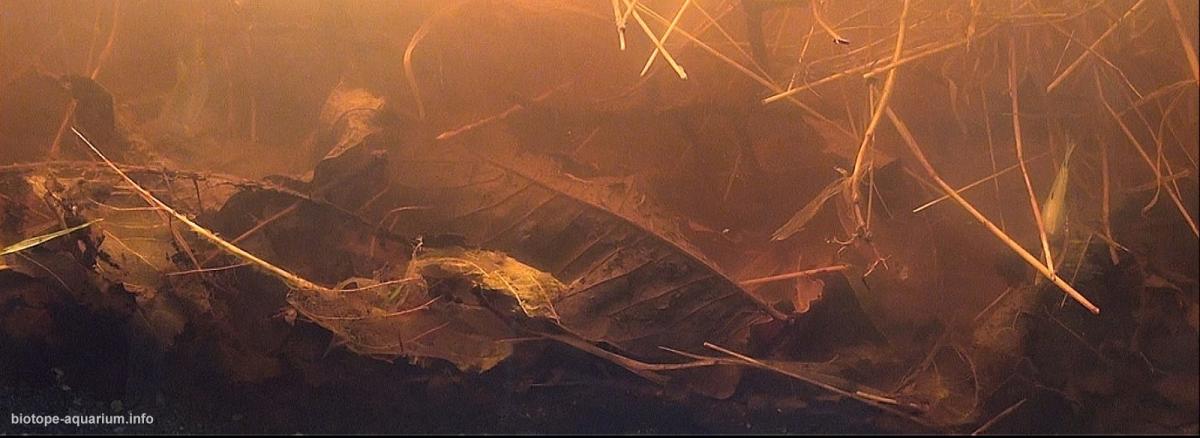 越南湄公河三角洲池塘系统原生缸 原生缸造景 20年第102名