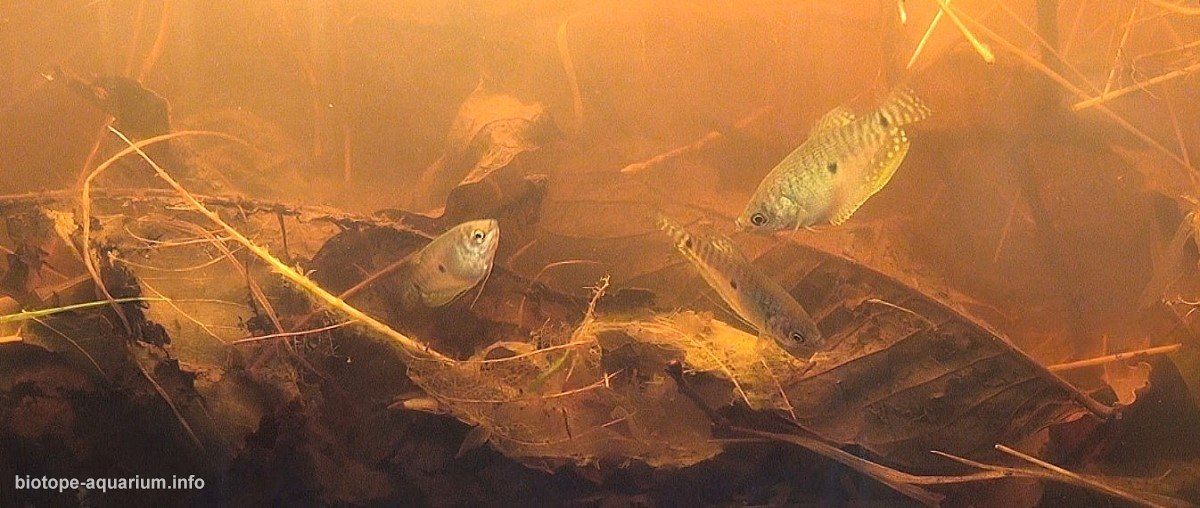 越南湄公河三角洲池塘系统原生缸 原生缸造景 20年第102名