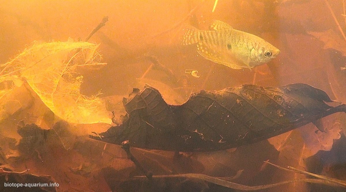 越南湄公河三角洲池塘系统原生缸 原生缸造景 20年第102名