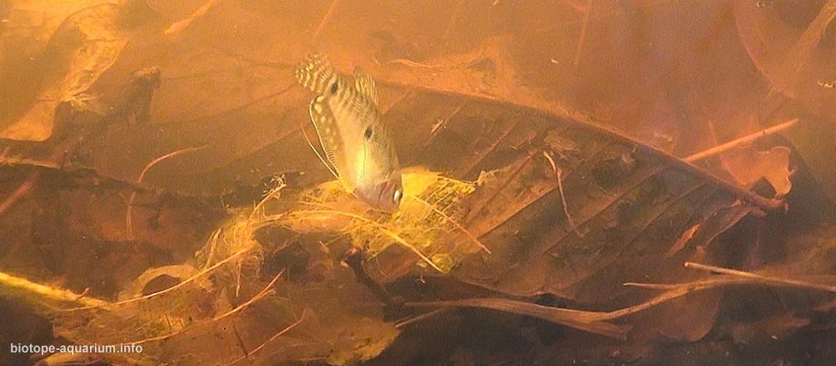 越南湄公河三角洲池塘系统原生缸 原生缸造景 20年第102名
