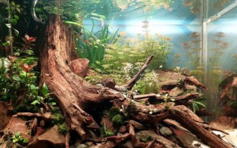 缅甸因莱湖回归本源原生缸 原生缸造景 20年第103名