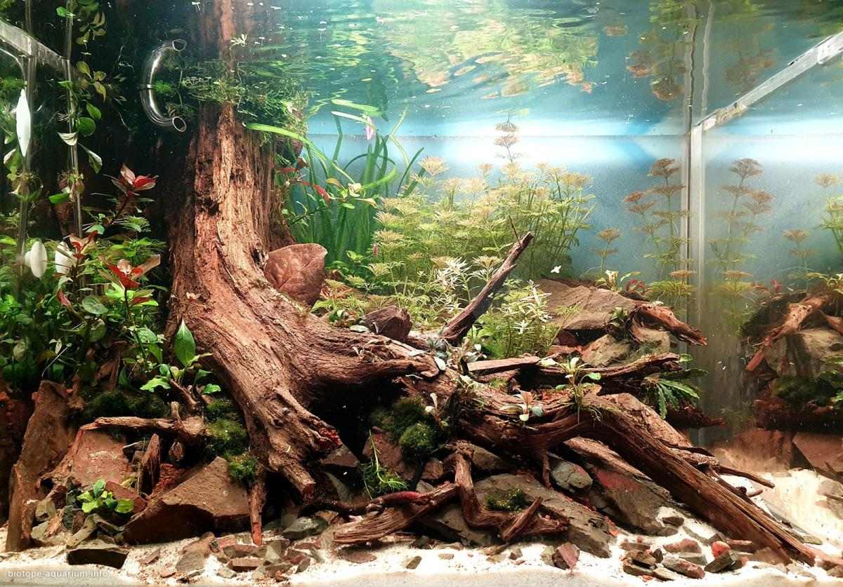 缅甸因莱湖回归本源原生缸 原生缸造景 20年第103名