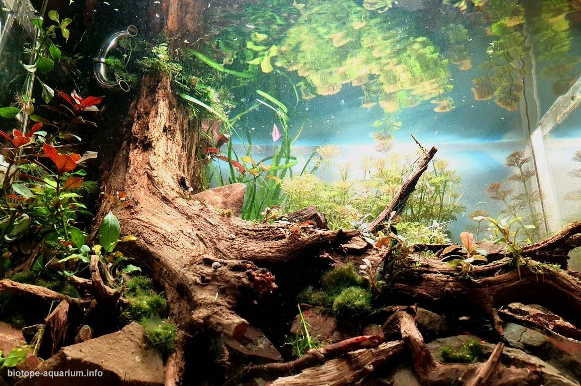 缅甸因莱湖回归本源原生缸 原生缸造景 20年第103名