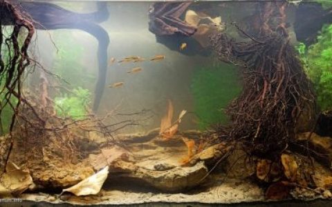 迷失河——米纳斯吉拉斯州瀑布附近的河流原生缸 原生缸造景 20年第104名
