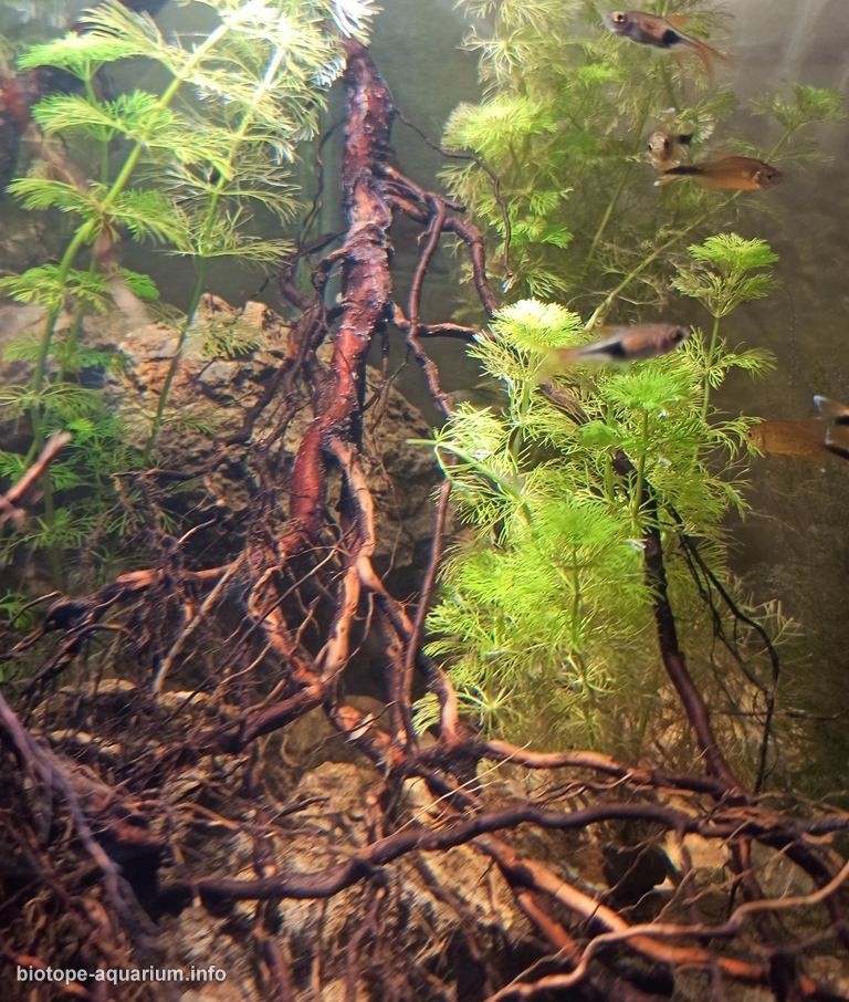 迷失河——米纳斯吉拉斯州瀑布附近的河流原生缸 原生缸造景 20年第104名