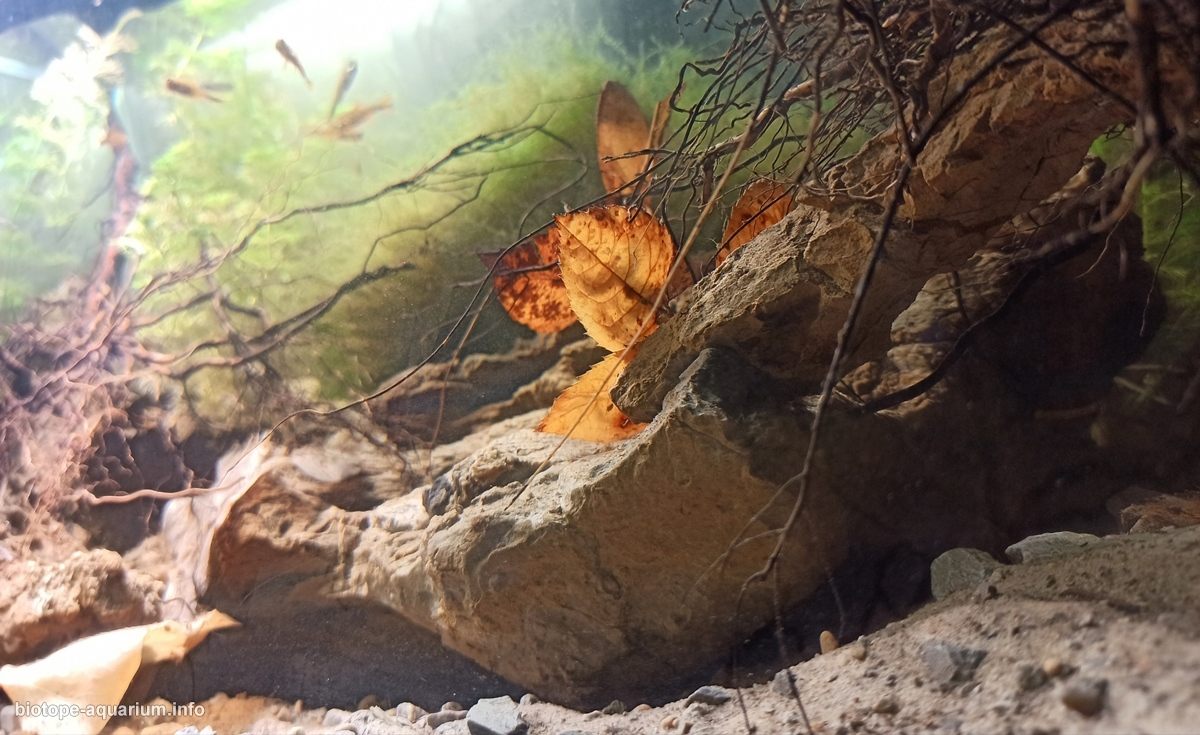 迷失河——米纳斯吉拉斯州瀑布附近的河流原生缸 原生缸造景 20年第104名