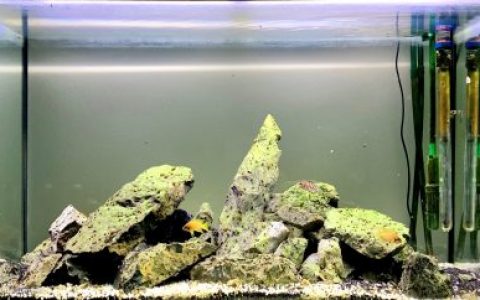 坦噶尼喀湖西岸（刚果）原生缸 原生缸造景 20年第105名