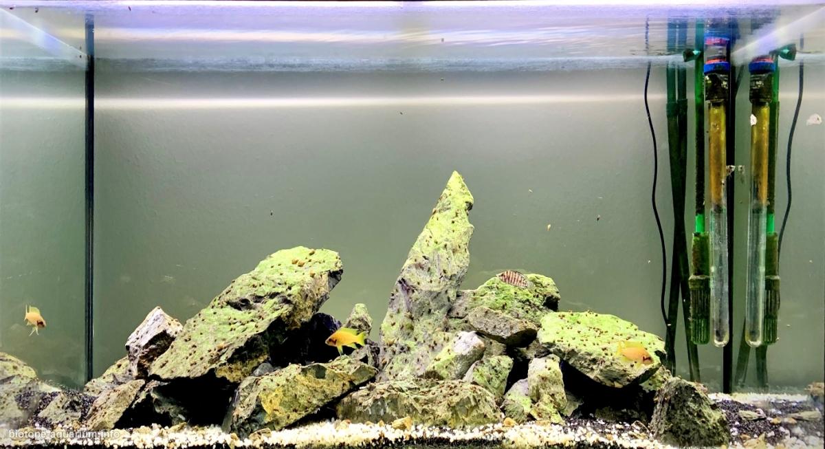 坦噶尼喀湖西岸(刚果)原生缸 原生缸造景 20年第105名