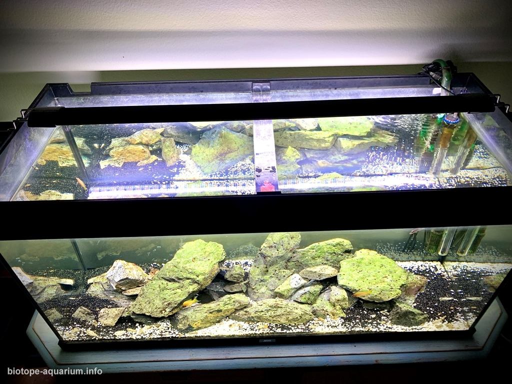 坦噶尼喀湖西岸(刚果)原生缸 原生缸造景 20年第105名