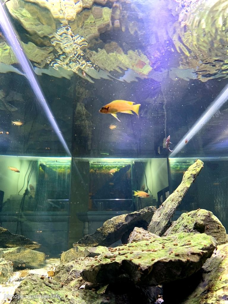 坦噶尼喀湖西岸(刚果)原生缸 原生缸造景 20年第105名