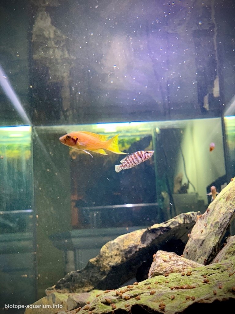坦噶尼喀湖西岸(刚果)原生缸 原生缸造景 20年第105名